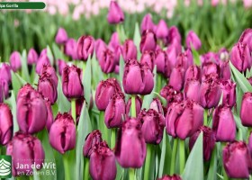 Tulipa Gorilla ® (3)